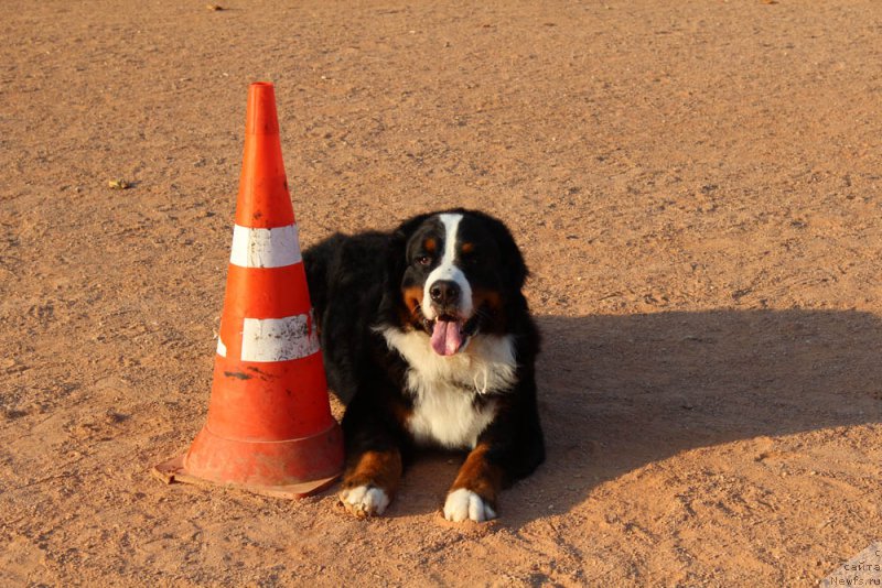 Фотография № 195012