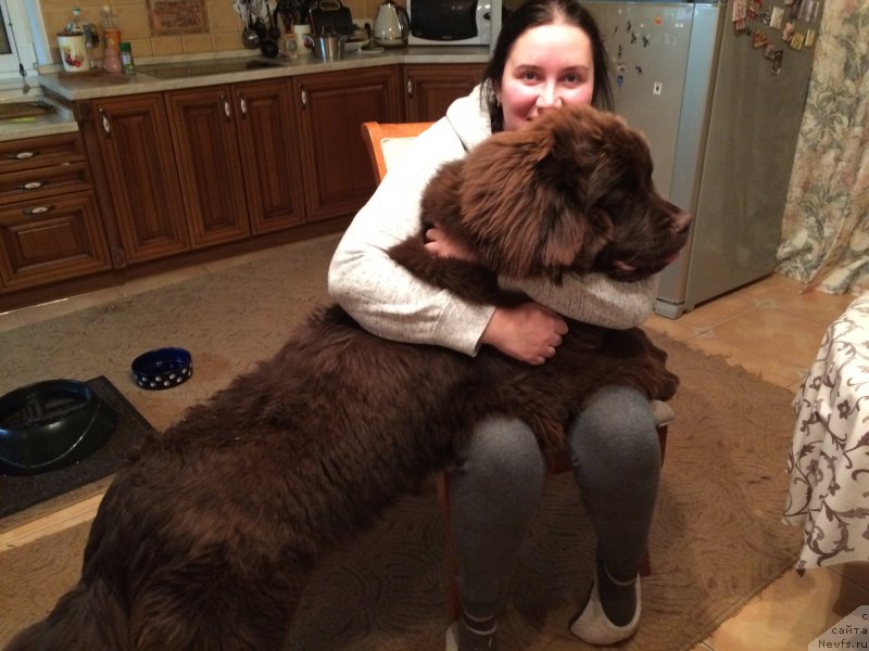 Фото: Mariya SHigal' (Мария Шигаль), ньюфаундленд N'yufort Vasabi (Ньюфорт Васаби)