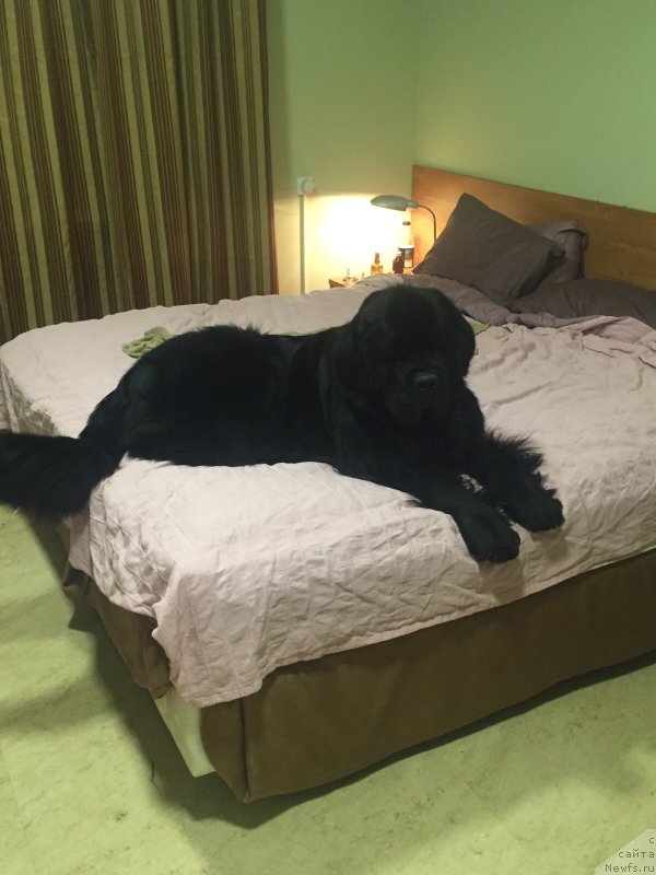 Фото: ньюфаундленд Restayling From SHipmyen (Рестайлинг Фром Шипмэн)