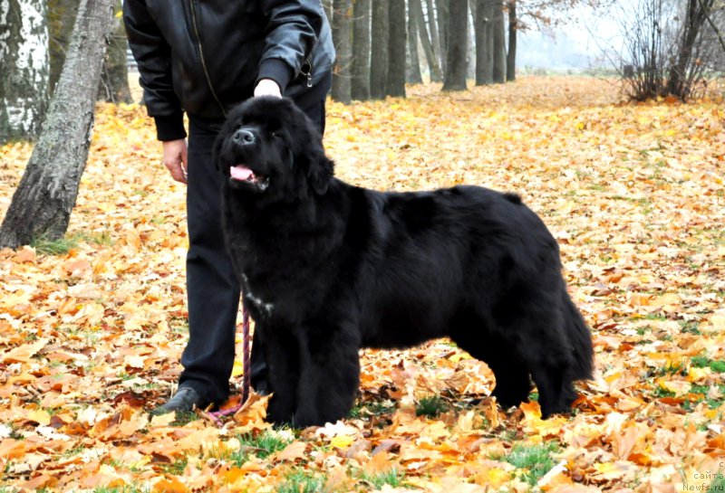 Фото: ньюфаундленд Ballada Zvezdnogo Dara s Berega Dona (Баллада Звездного Дара с Берега Дона)