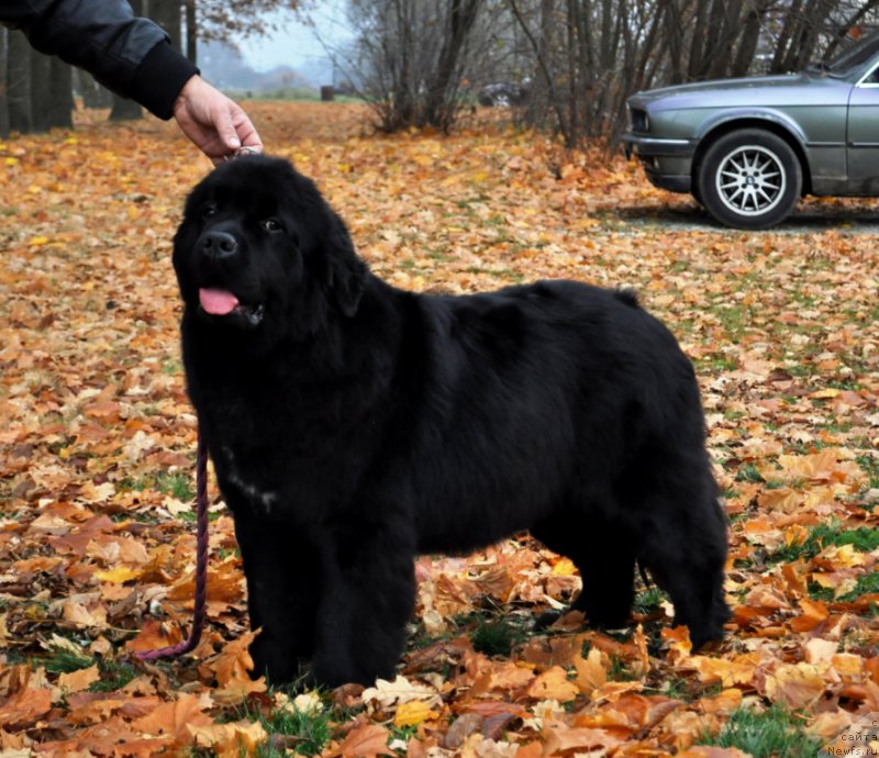 Фотография № 195029