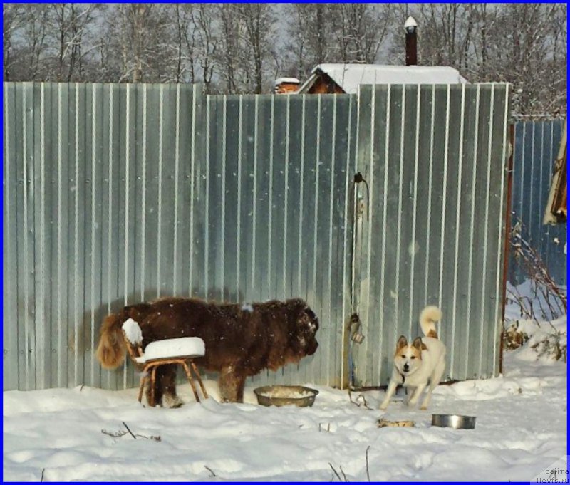 Фото: ньюфаундленд Brownblood MSK Hakim Gold Haydar (Браунблад МСК Хаким Голд Хайдар), ВАНЕЧКА