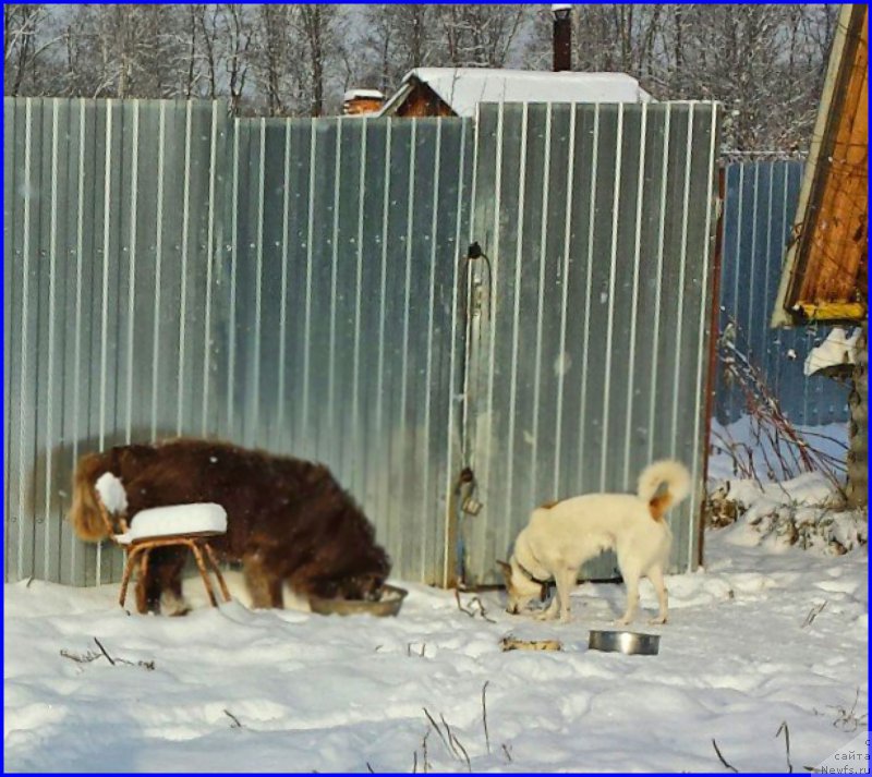 Фото: ньюфаундленд Brownblood MSK Hakim Gold Haydar (Браунблад МСК Хаким Голд Хайдар), ВАНЕЧКА