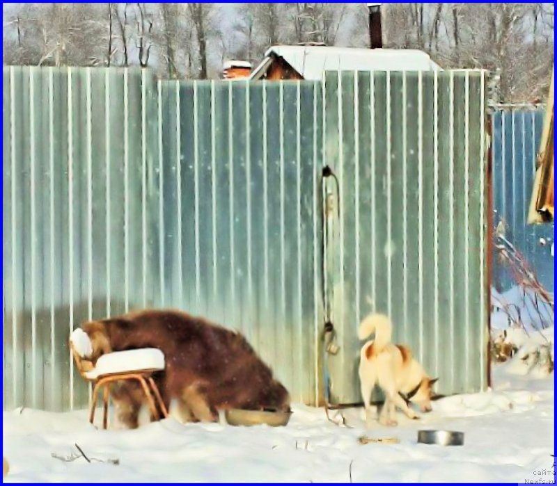 Фото: ньюфаундленд Brownblood MSK Hakim Gold Haydar (Браунблад МСК Хаким Голд Хайдар), ВАНЕЧКА