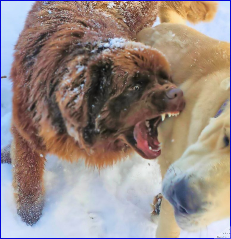 Фотография № 195041