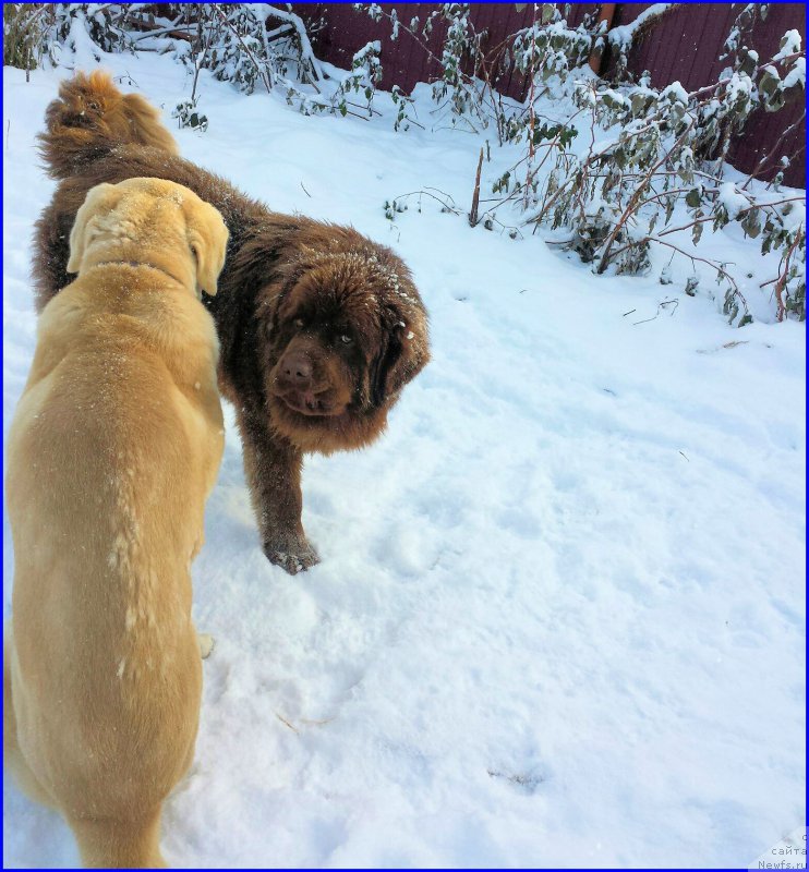Фото: ньюфаундленд Brownblood MSK Hakim Gold Haydar (Браунблад МСК Хаким Голд Хайдар), Lena Zyirina (Лена Зырина)
