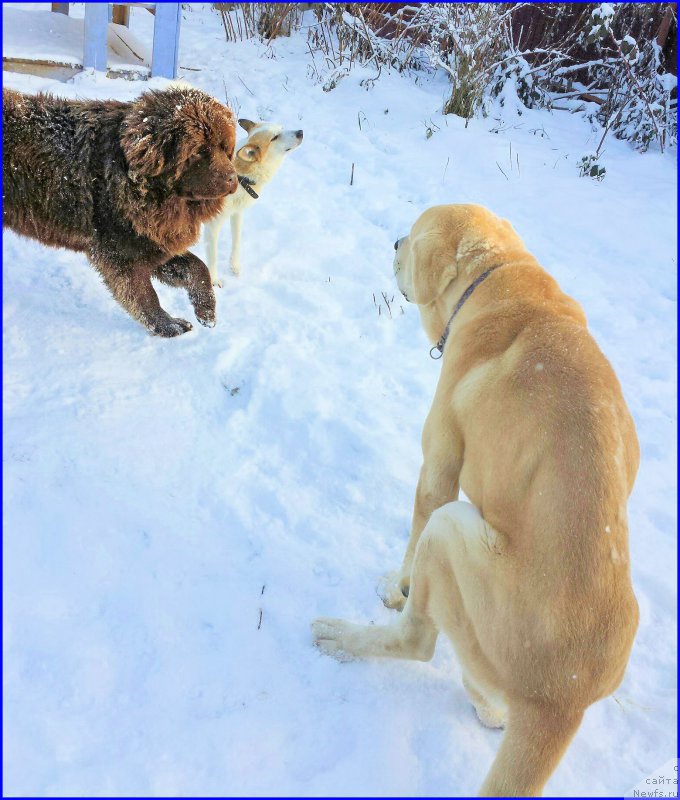 Фото: ньюфаундленд Brownblood MSK Hakim Gold Haydar (Браунблад МСК Хаким Голд Хайдар), Lena Zyirina (Лена Зырина)