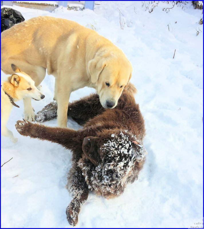 Фото: ньюфаундленд Brownblood MSK Hakim Gold Haydar (Браунблад МСК Хаким Голд Хайдар), Lena Zyirina (Лена Зырина), ВАНЕЧКА