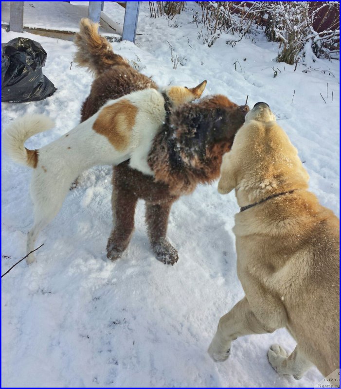 Фото: ньюфаундленд Brownblood MSK Hakim Gold Haydar (Браунблад МСК Хаким Голд Хайдар), Lena Zyirina (Лена Зырина), ВАНЕЧКА