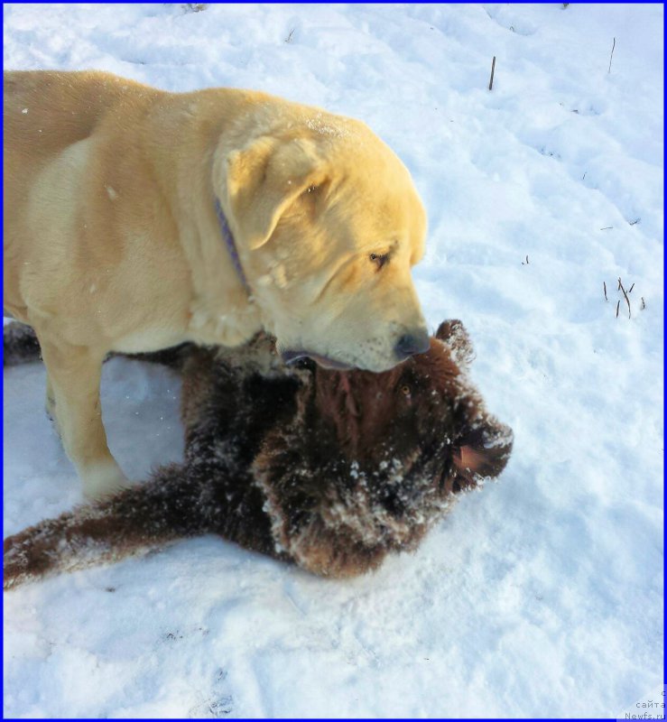 Фото: ньюфаундленд Brownblood MSK Hakim Gold Haydar (Браунблад МСК Хаким Голд Хайдар), Lena Zyirina (Лена Зырина)