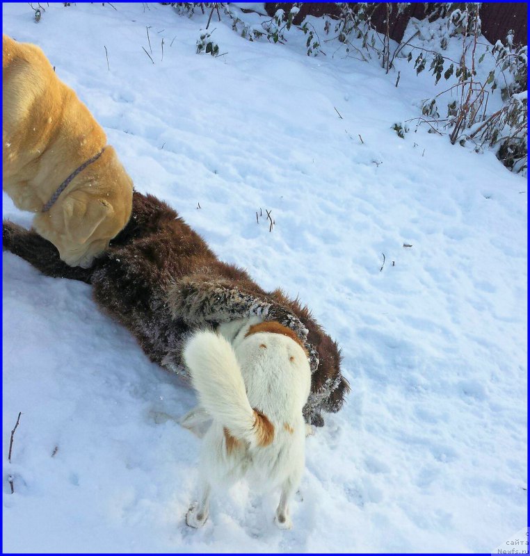 Фото: ньюфаундленд Brownblood MSK Hakim Gold Haydar (Браунблад МСК Хаким Голд Хайдар), Lena Zyirina (Лена Зырина), ВАНЕЧКА