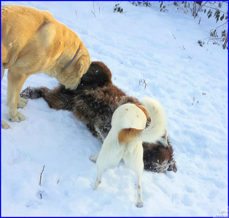 Фото: ньюфаундленд Brownblood MSK Hakim Gold Haydar (Браунблад МСК Хаким Голд Хайдар), Lena Zyirina (Лена Зырина), ВАНЕЧКА