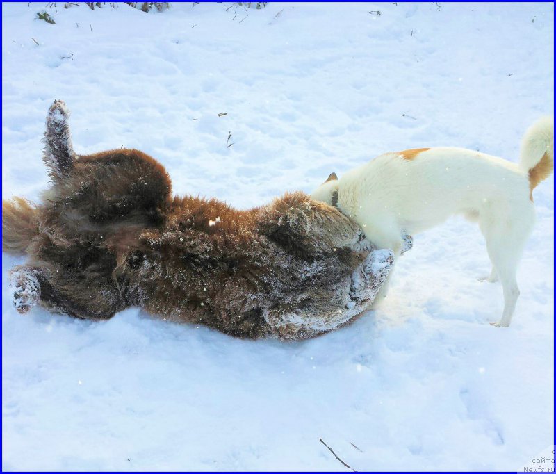 Фото: ньюфаундленд Brownblood MSK Hakim Gold Haydar (Браунблад МСК Хаким Голд Хайдар), ВАНЕЧКА