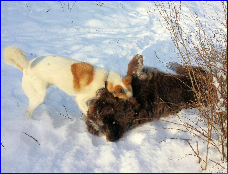 Фото: ньюфаундленд Brownblood MSK Hakim Gold Haydar (Браунблад МСК Хаким Голд Хайдар), ВАНЕЧКА