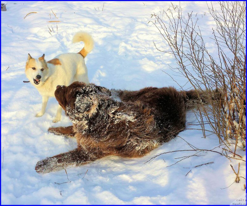 Фото: ньюфаундленд Brownblood MSK Hakim Gold Haydar (Браунблад МСК Хаким Голд Хайдар), ВАНЕЧКА