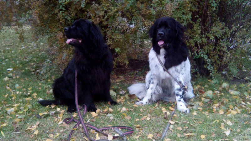 Фото: ньюфаундленд Skazochnaya Kroha SHampan' (Сказочная Кроха Шампань), ньюфаундленд Vashington (Вашингтон)