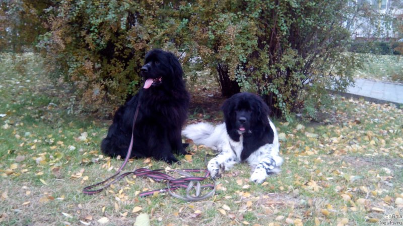 Фото: ньюфаундленд Skazochnaya Kroha SHampan' (Сказочная Кроха Шампань), ньюфаундленд Vashington (Вашингтон)