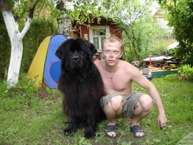 Фото: ньюфаундленд CHansi iz Zolotogo Treugol'nika (Чанси из Золотого Треугольника)