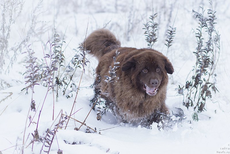 Фото: ньюфаундленд Sverkayuzhaya Gora Mashame (Сверкающая Гора Машаме)