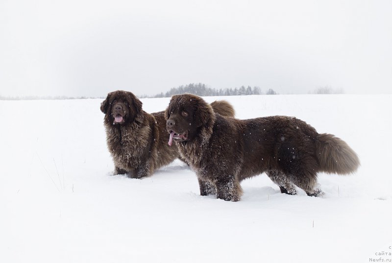 Фотография № 195083