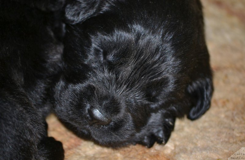 Фото: ньюфаундленд Aquatoriya Kelvin Sharliz (Акватория Келвин Шарлиз), ньюфаундленд Simbad Pokoritel' Morey (Симбад Покоритель Морей)