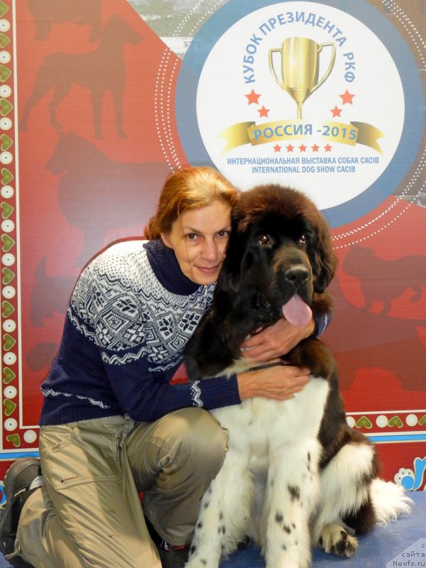 Фото: ньюфаундленд Piternyuf Burberry (Питерньюф Бурберру)