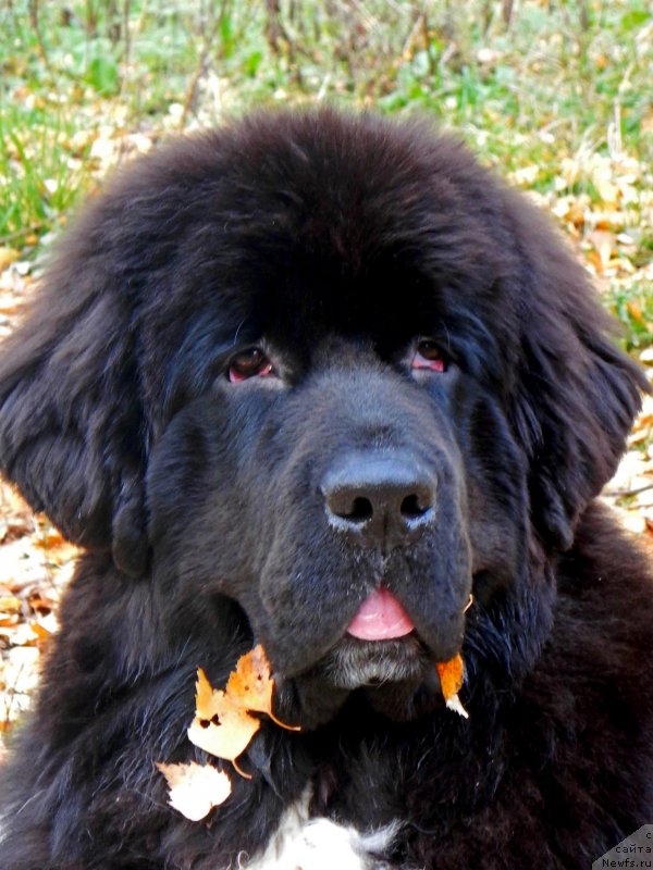 Фотография № 195098