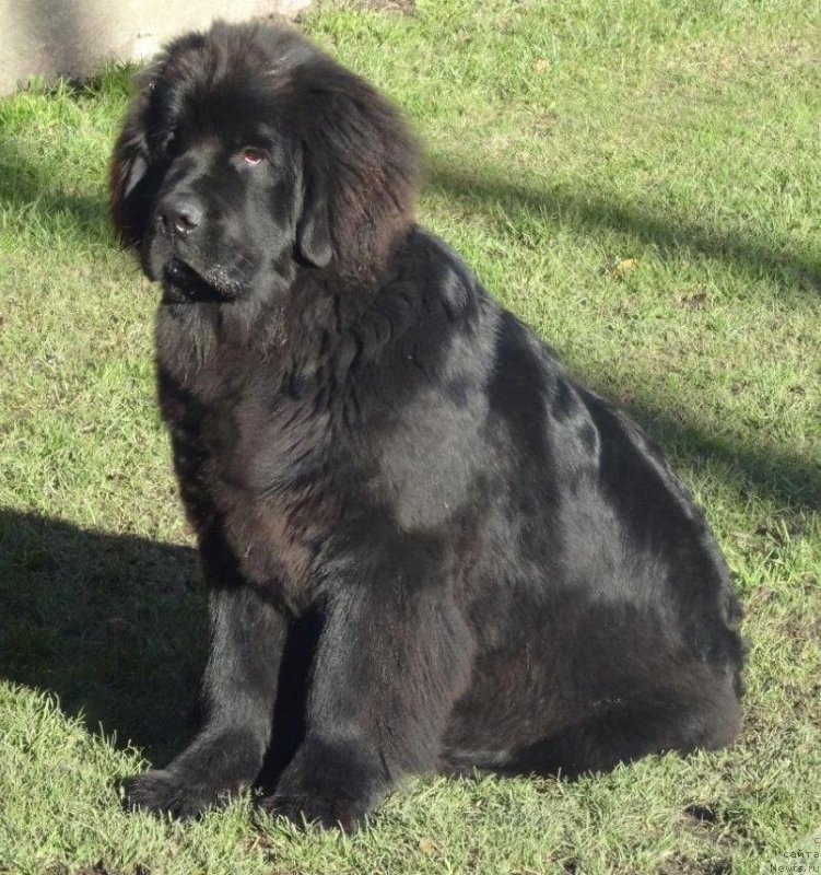 Фото: ньюфаундленд Brownblood MSK Zhansaya Shuli (Браунблад МСК Жансая Шули)