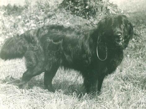 Фото: ньюфаундленд CHelsi Brayd (Челси Брайд)