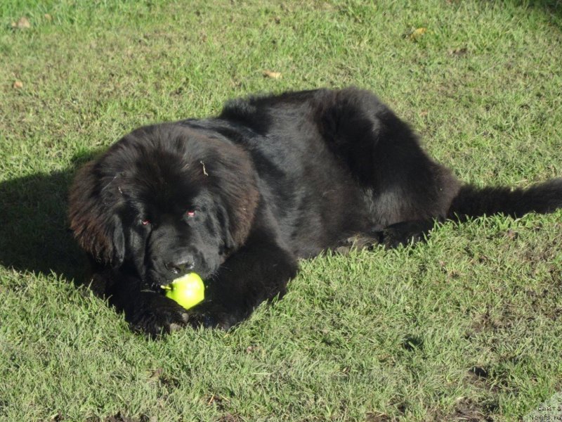 Фото: ньюфаундленд Brownblood MSK Zhansaya Shuli (Браунблад МСК Жансая Шули)