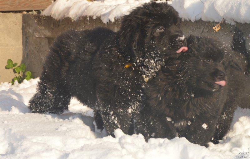Фото: ньюфаундленд S'Nejnaya V'yuga Blekberri YElegans (С'Нежная Вьюга Блекберри Элеганс), ньюфаундленд Dancing Butterfly iz Arkaima (Дэнсинг Баттерфлай из Аркаима)