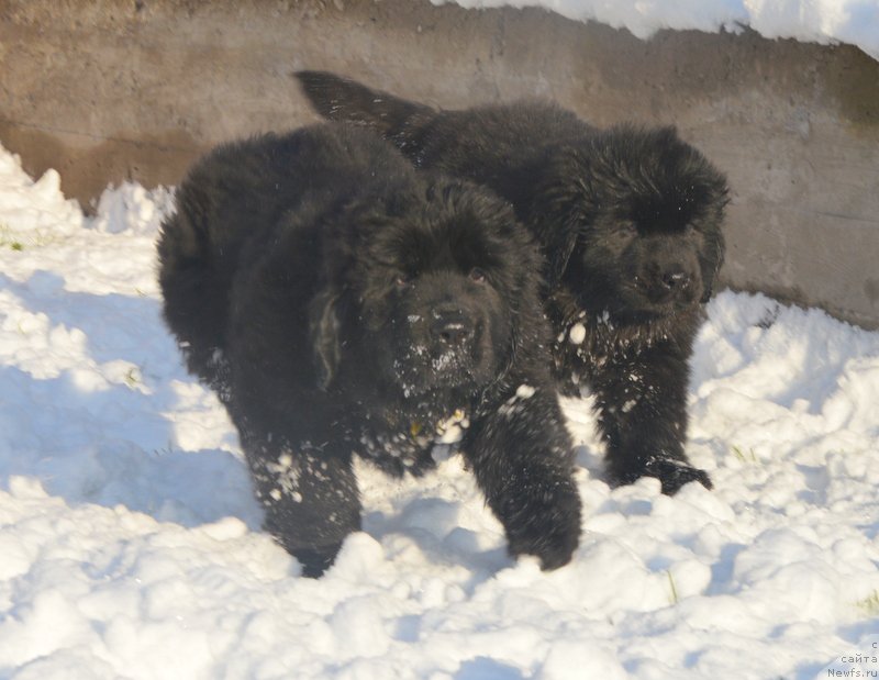 Фото: ньюфаундленд S'Nejnaya V'yuga Blekberri YElegans (С'Нежная Вьюга Блекберри Элеганс), ньюфаундленд Dancing Butterfly iz Arkaima (Дэнсинг Баттерфлай из Аркаима)