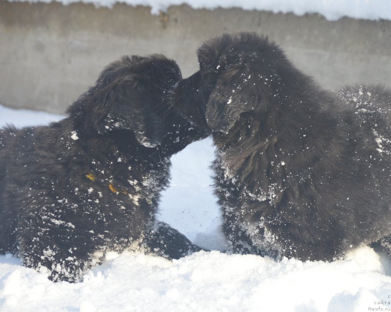 Фото: ньюфаундленд S'Nejnaya V'yuga Blekberri YElegans (С'Нежная Вьюга Блекберри Элеганс), ньюфаундленд Dancing Butterfly iz Arkaima (Дэнсинг Баттерфлай из Аркаима)