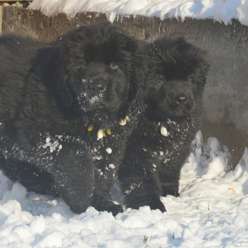 Фотография № 195120