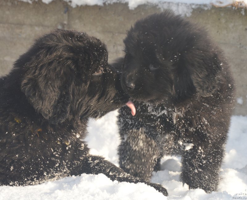 Фотография № 195121