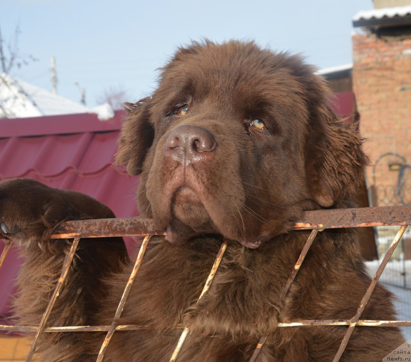 Фото: ньюфаундленд Plushevaya Panda Giorgio Beuerlu Hills (Плюшевая Панда Гиоргио Беуерлу Хиллс)
