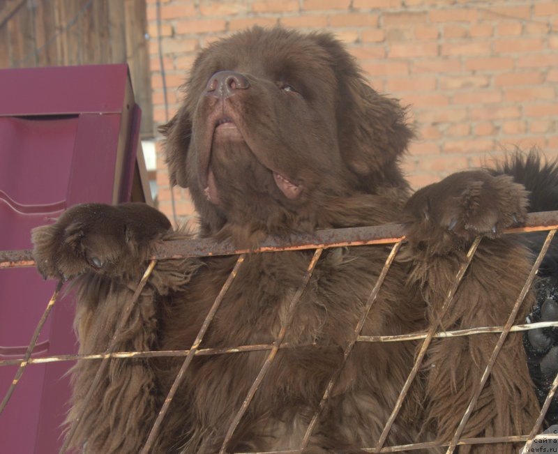 Фото: ньюфаундленд Plushevaya Panda Giorgio Beuerlu Hills (Плюшевая Панда Гиоргио Беуерлу Хиллс)