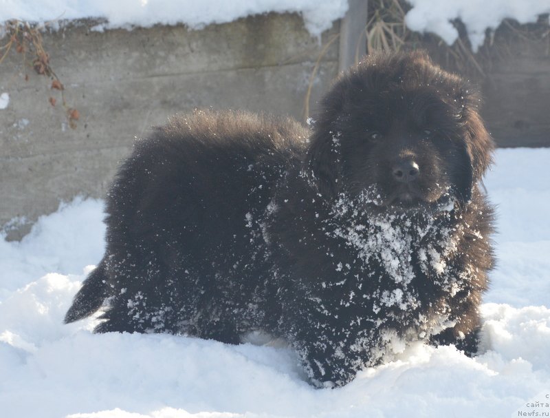 Фото: ньюфаундленд Dancing Butterfly iz Arkaima (Дэнсинг Баттерфлай из Аркаима)