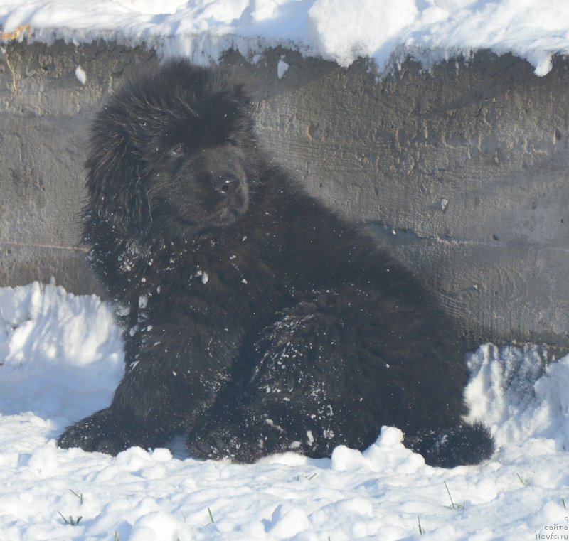Фото: ньюфаундленд Dancing Butterfly iz Arkaima (Дэнсинг Баттерфлай из Аркаима)
