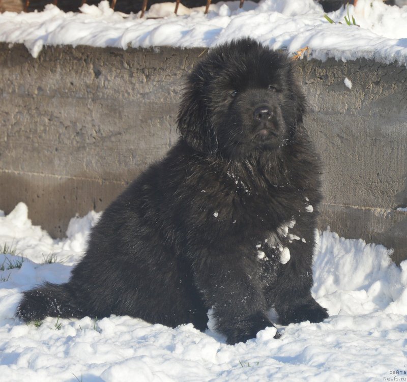 Фото: ньюфаундленд Dancing Butterfly iz Arkaima (Дэнсинг Баттерфлай из Аркаима)