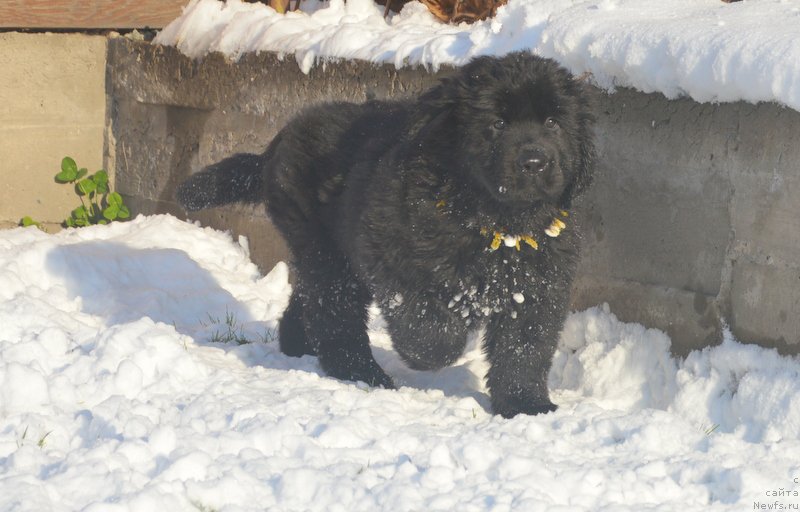 Фото: ньюфаундленд S'Nejnaya V'yuga Blekberri YElegans (С'Нежная Вьюга Блекберри Элеганс)