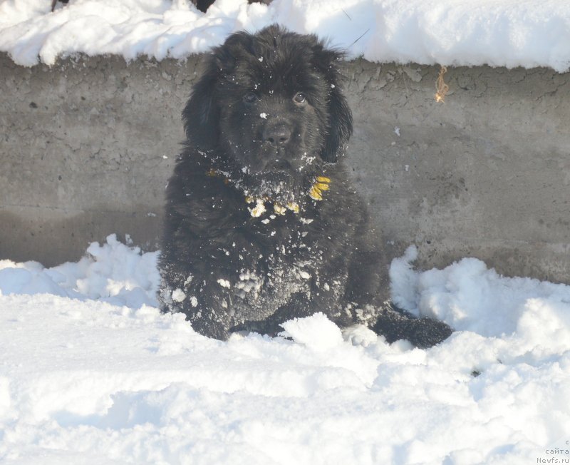 Фото: ньюфаундленд S'Nejnaya V'yuga Blekberri YElegans (С'Нежная Вьюга Блекберри Элеганс)