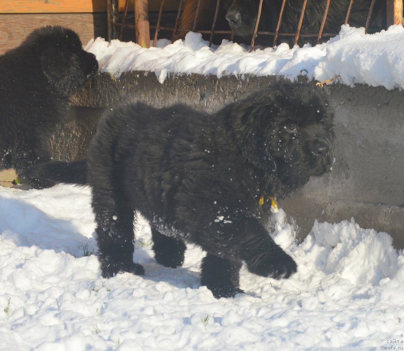 Фотография № 195155