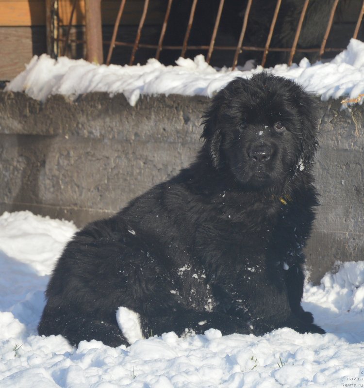 Фото: ньюфаундленд S'Nejnaya V'yuga Blekberri YElegans (С'Нежная Вьюга Блекберри Элеганс)