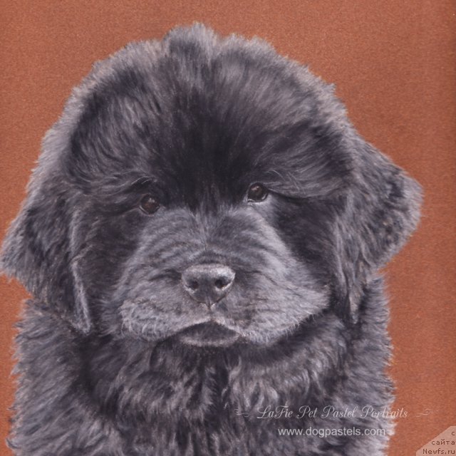 Фотография № 195166