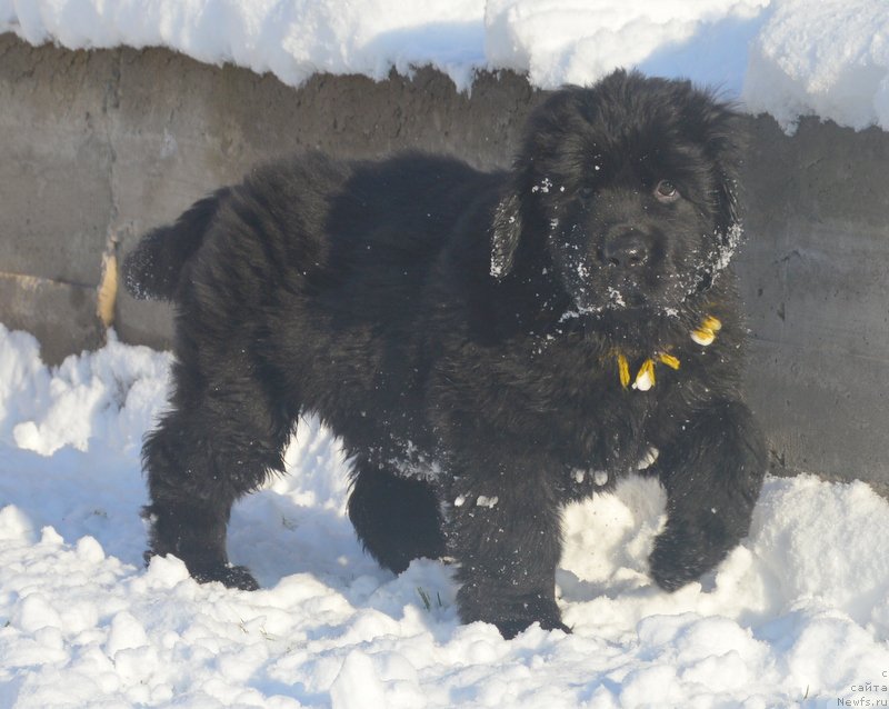 Фото: ньюфаундленд S'Nejnaya V'yuga Blekberri YElegans (С'Нежная Вьюга Блекберри Элеганс)