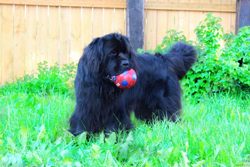 Фото: ньюфаундленд Severus Tobias Snegg (Северус Тобиас Снегг)