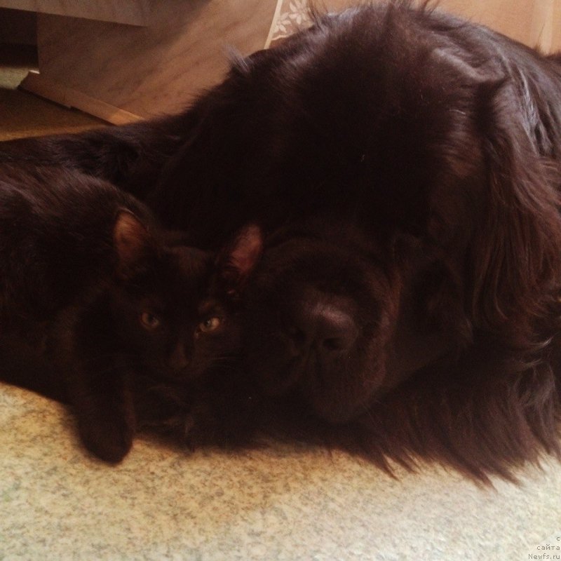 Фото: ньюфаундленд Severus Tobias Snegg (Северус Тобиас Снегг)