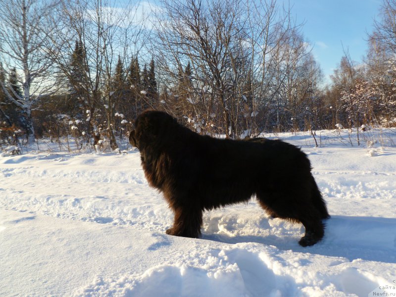 Фото: ньюфаундленд Super Premium Lya Mezon (Супер Премиум Ля Мезон)