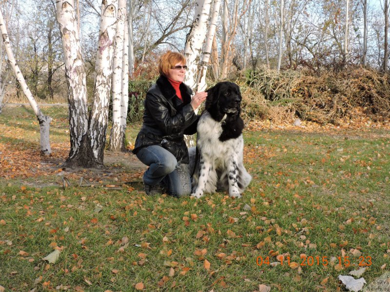 Фото: ньюфаундленд Skazochnaya Kroha SHampan' (Сказочная Кроха Шампань)